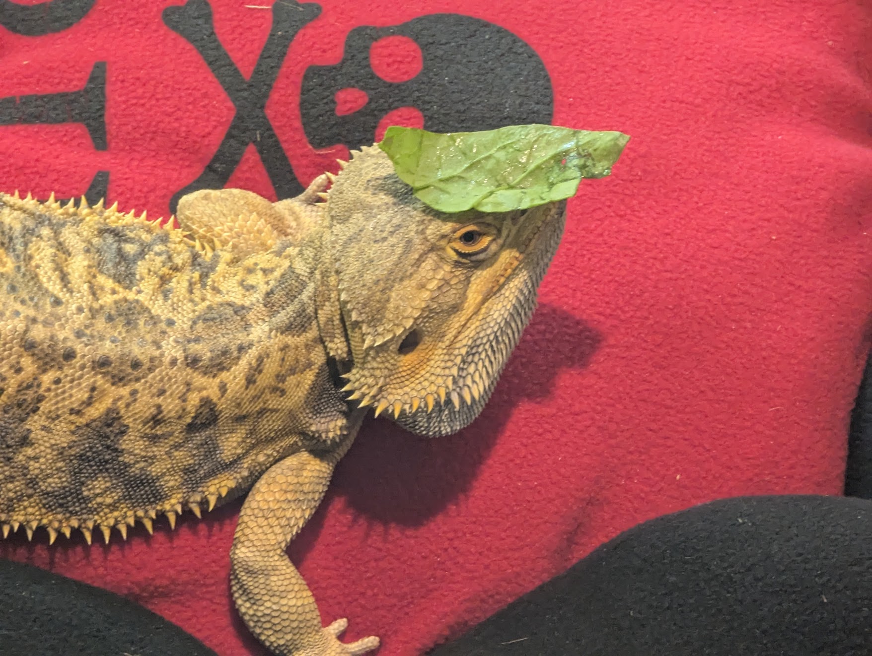 Nacho the bearded dragon